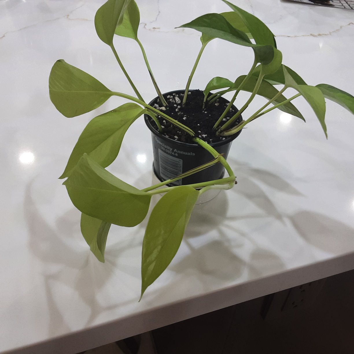 Golden Pothos Plant