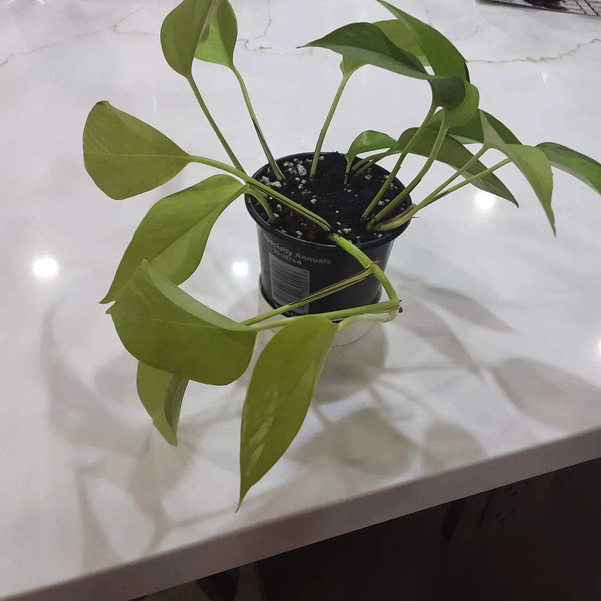 Golden Pothos Plant thumbnail