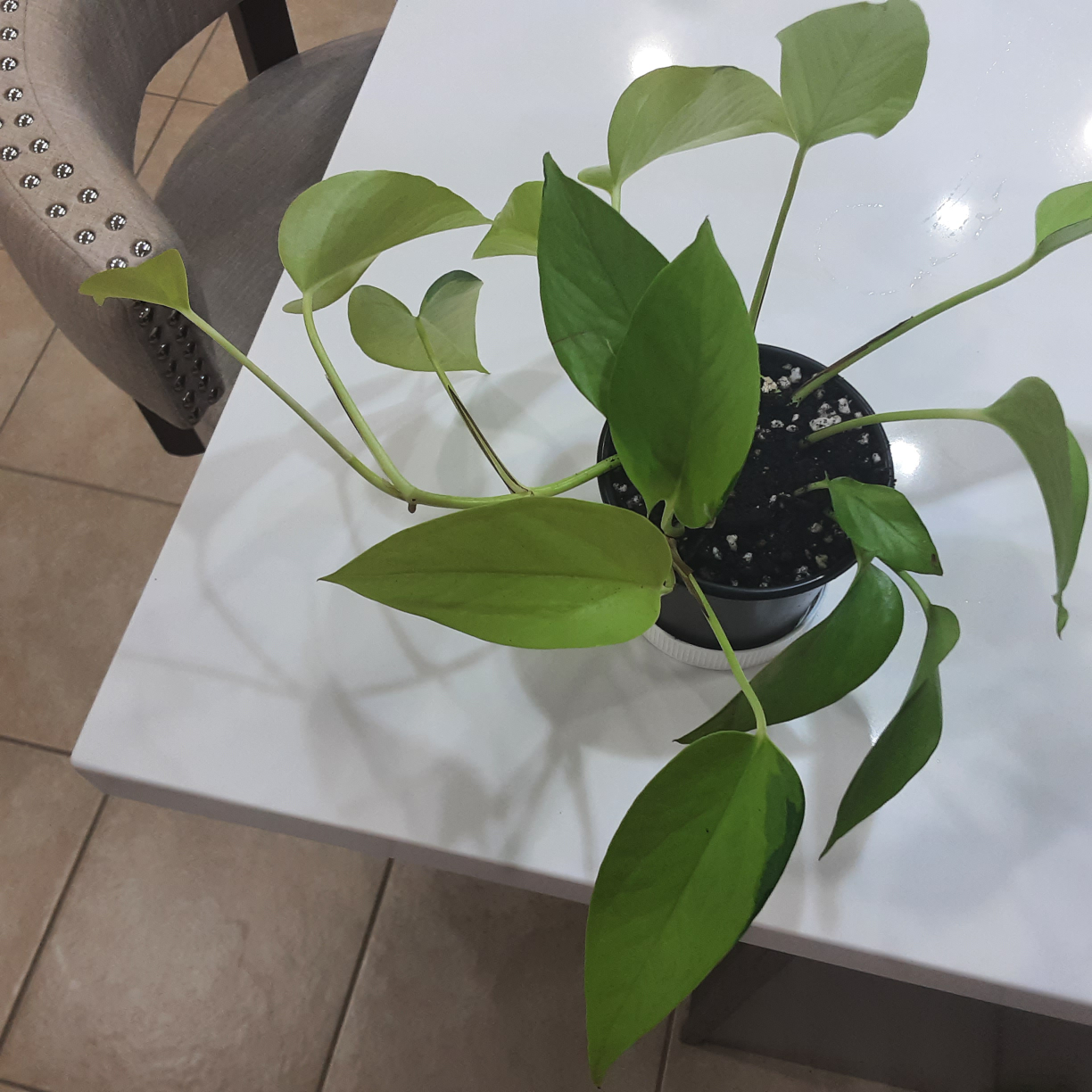Golden Pothos Plant - photo 2