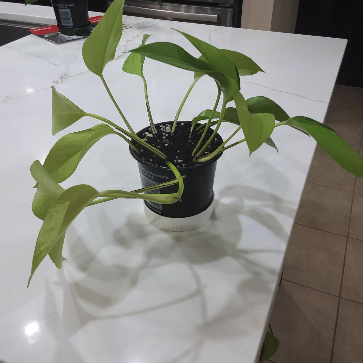 Golden Pothos Plant - photo 3
