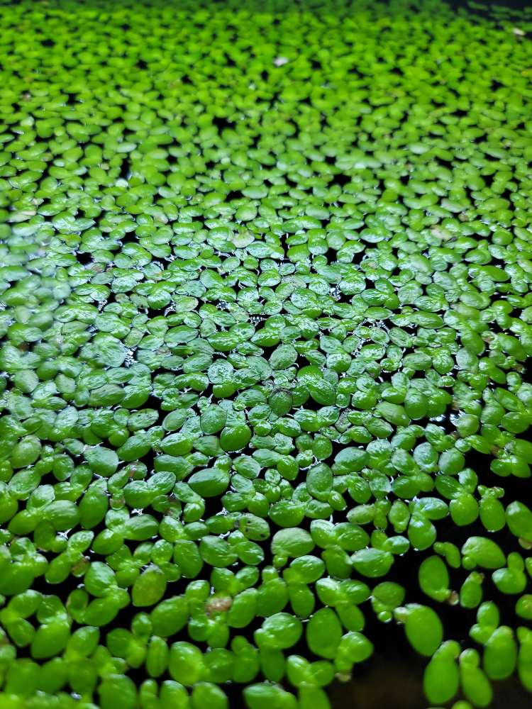 Giant Duckweed Floating Aquarium Plant