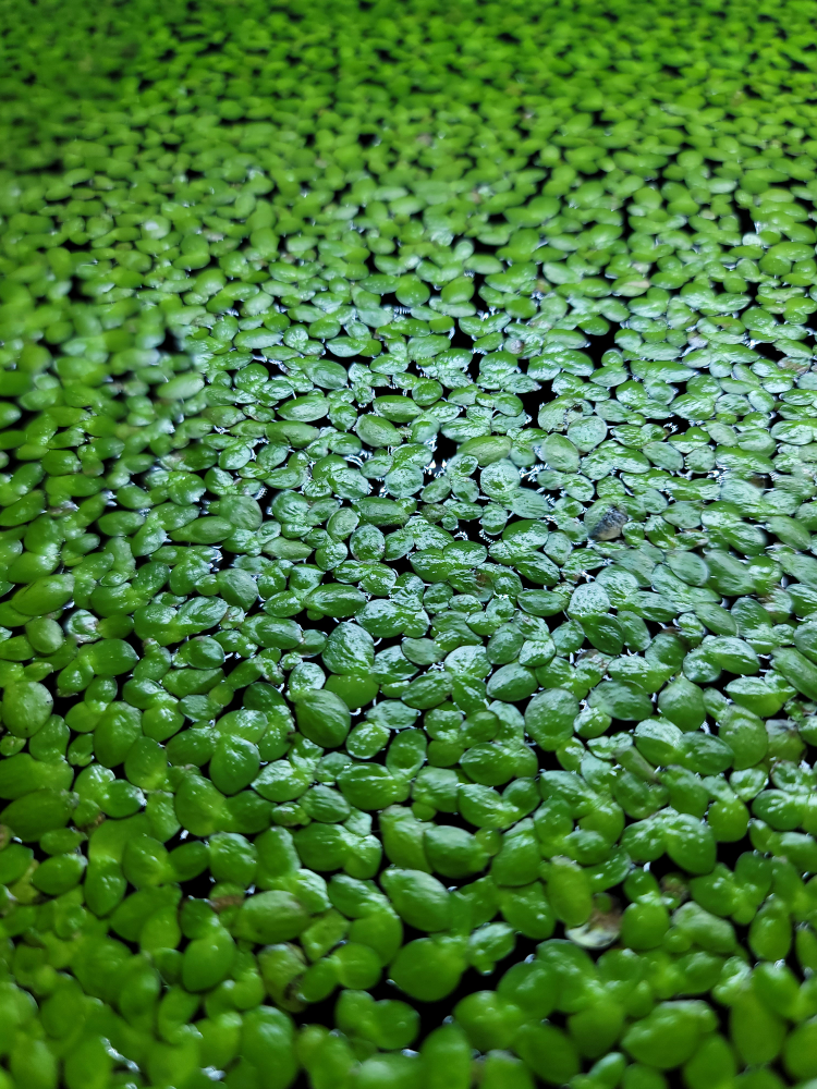 Giant Duckweed Floating Aquarium Plant - photo 2