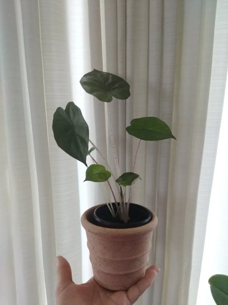 🧡 Alocasia Yucatan Princess thumbnail