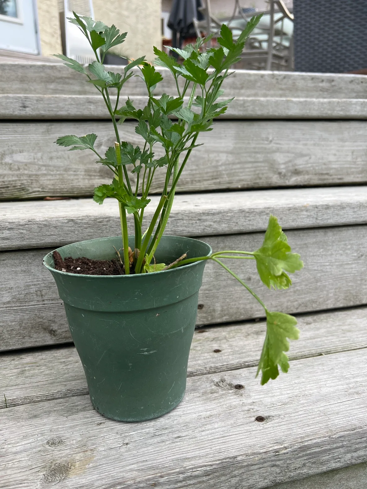 Parsley Plant thumbnail