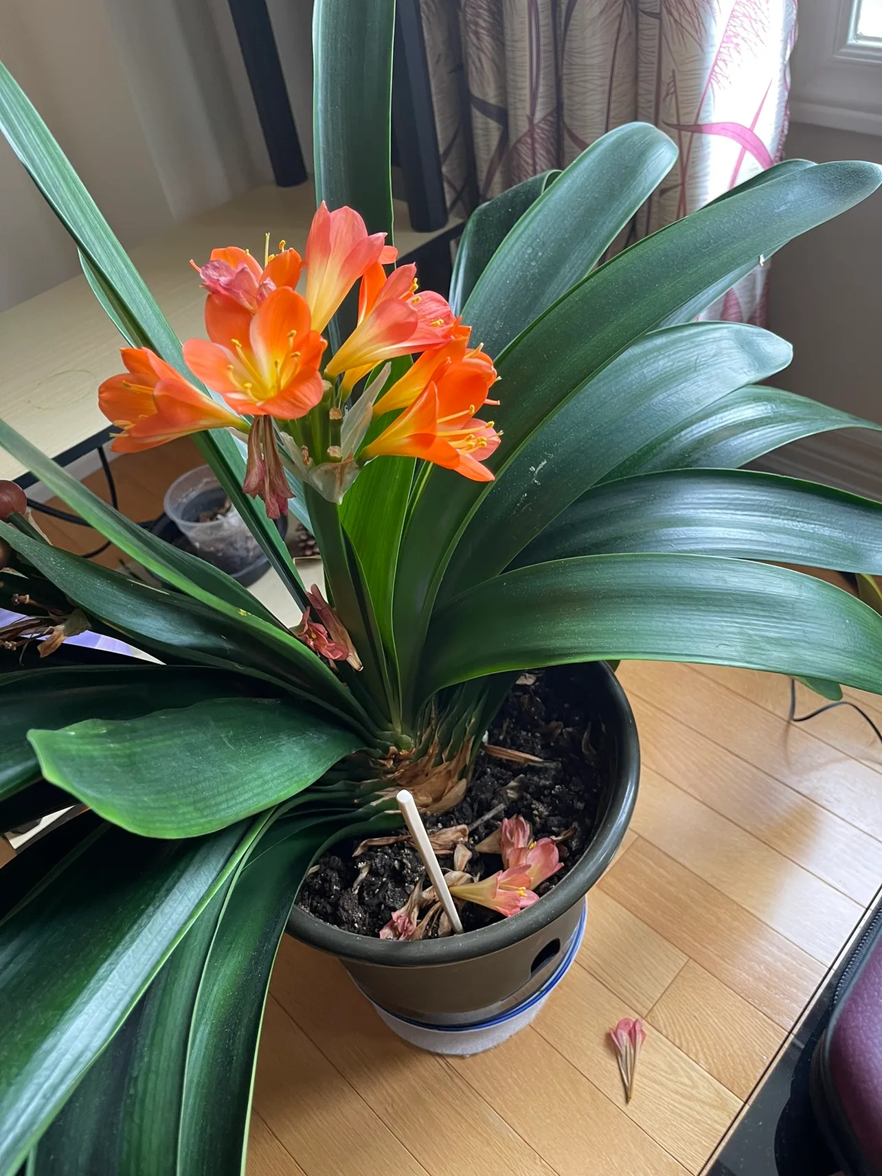 Clivia Plant image indicator(2)