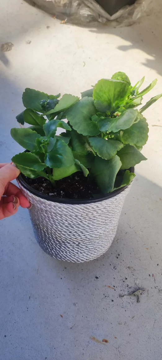 Kalanchoe Plant image indicator(4)