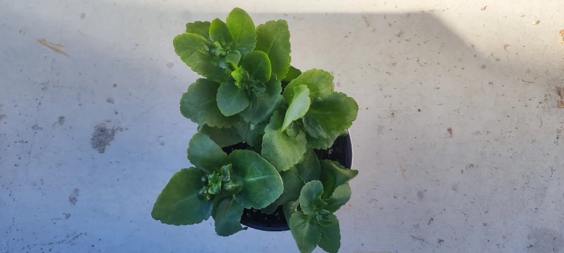 Kalanchoe Plant image indicator(2)