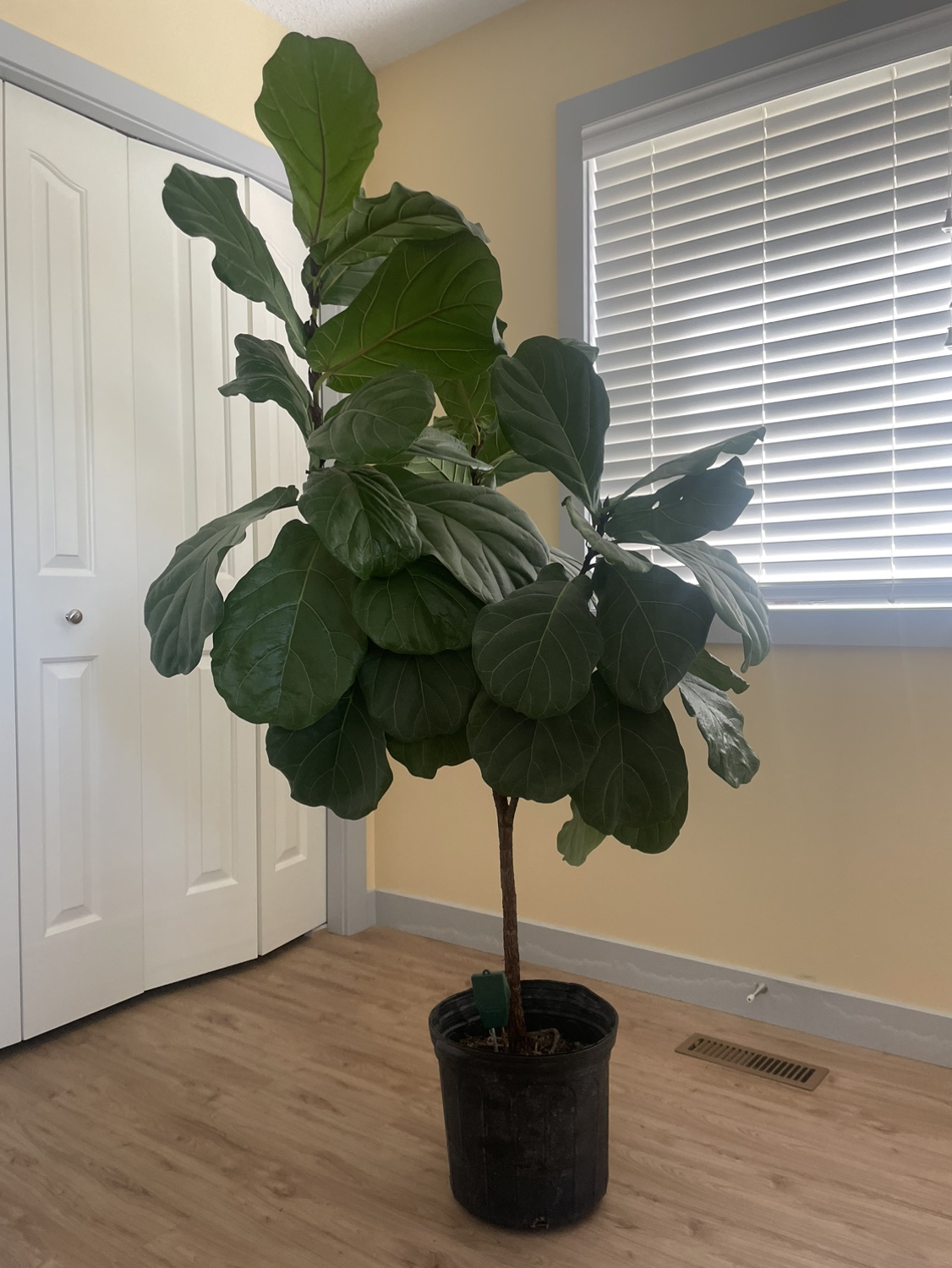 Fiddle Leaf Fig Plant - photo 2