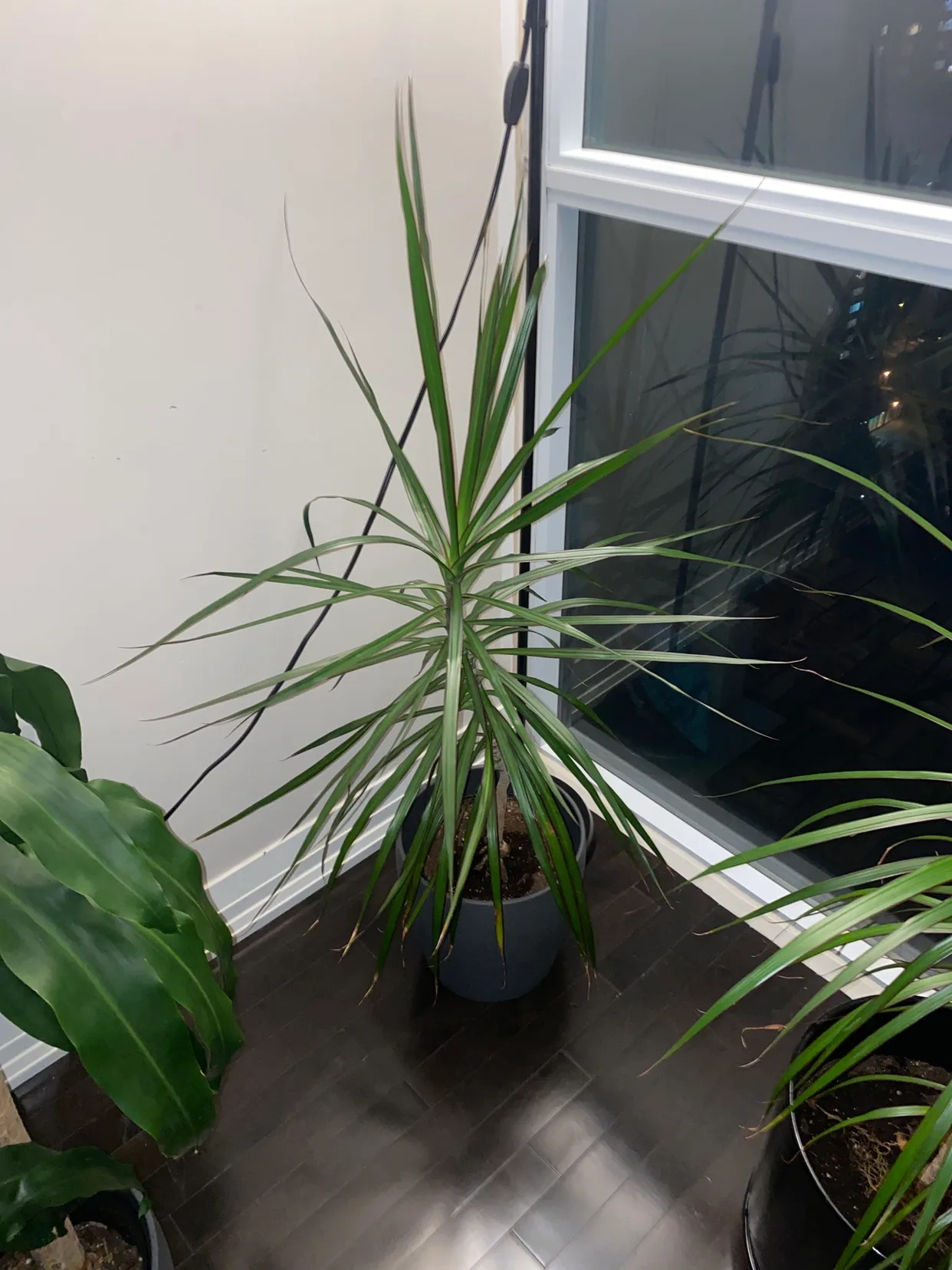 Dracaena marginata - plant + PERSILLADE IKEA pot thumbnail
