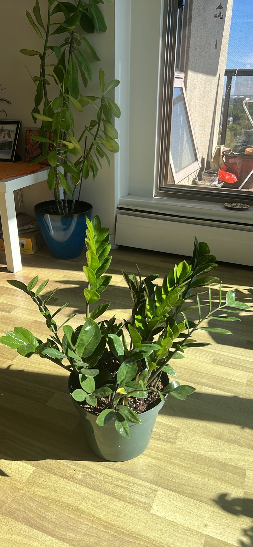 ZZ Plant