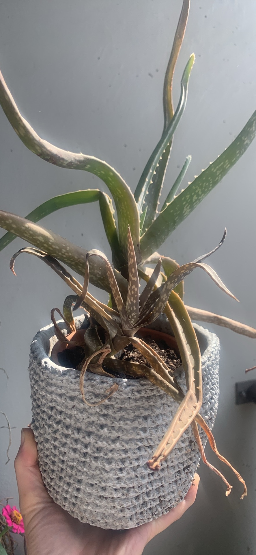 Aloe Vera Plant