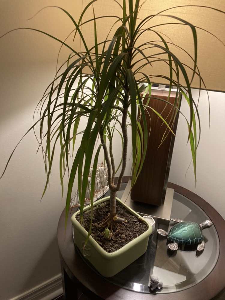 Dracaena Marginata Plant - photo 2