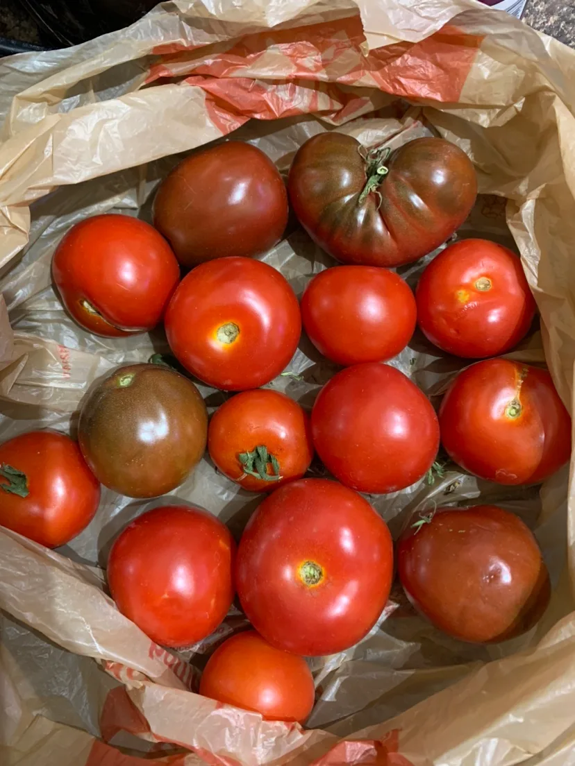Free Tomatoes #freecycle thumbnail