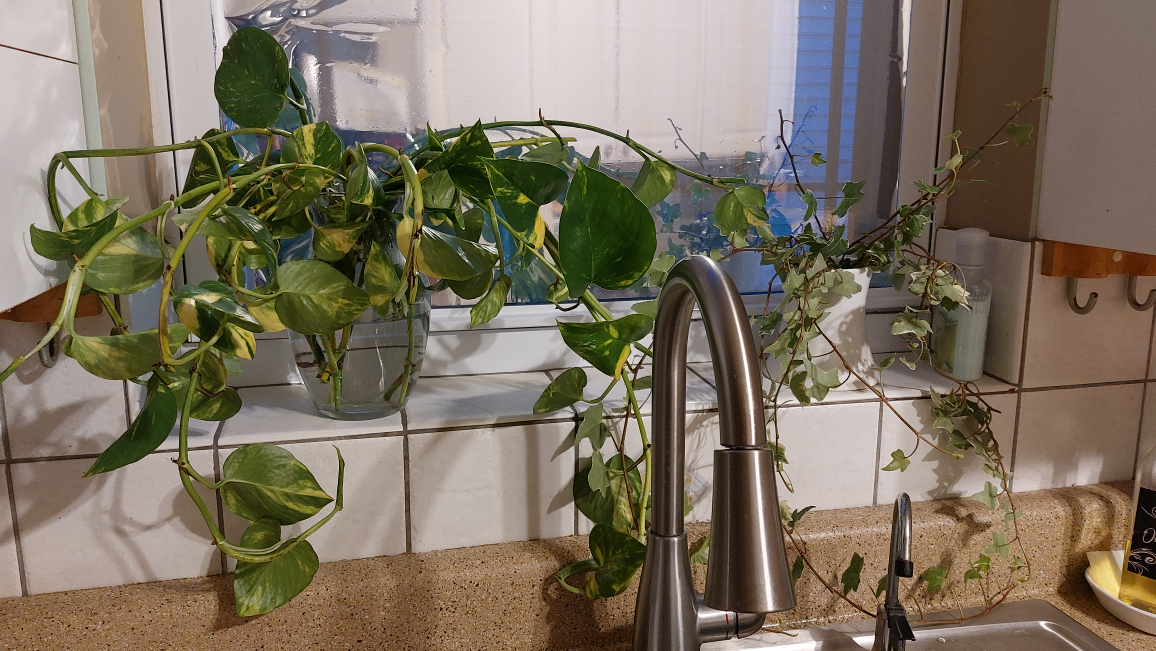 Large Potted Ivy Plant - photo 2
