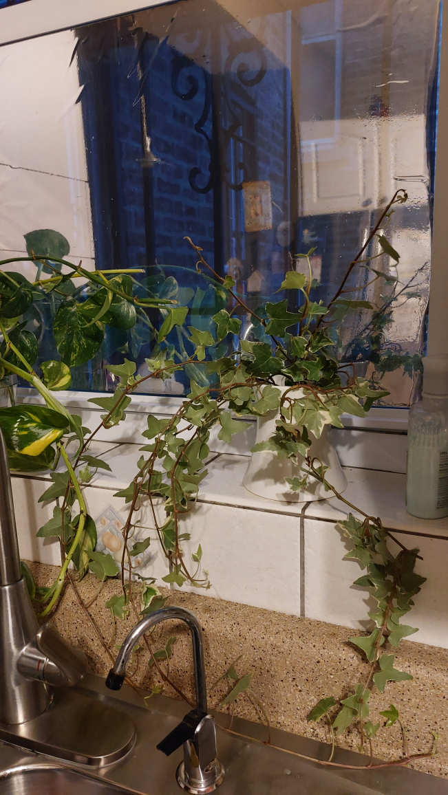 Large Potted Ivy Plant - photo 4