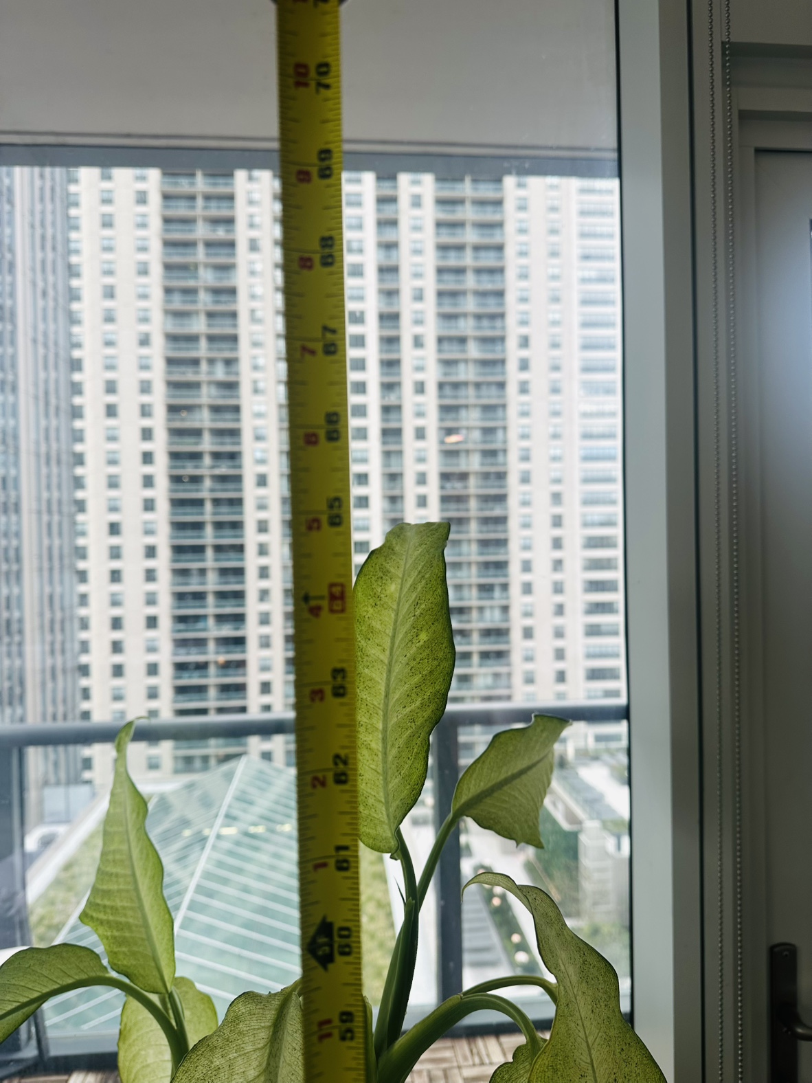 Large Dieffenbachia Plant in Pot - photo 5