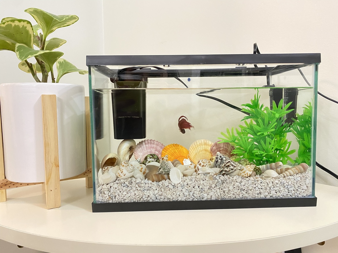 Small Fish Tank