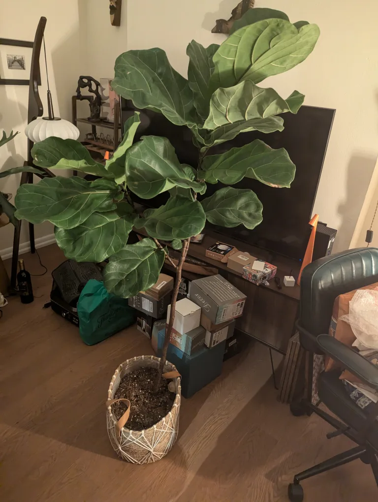 Fiddle Leaf Fig Plant image indicator(2)