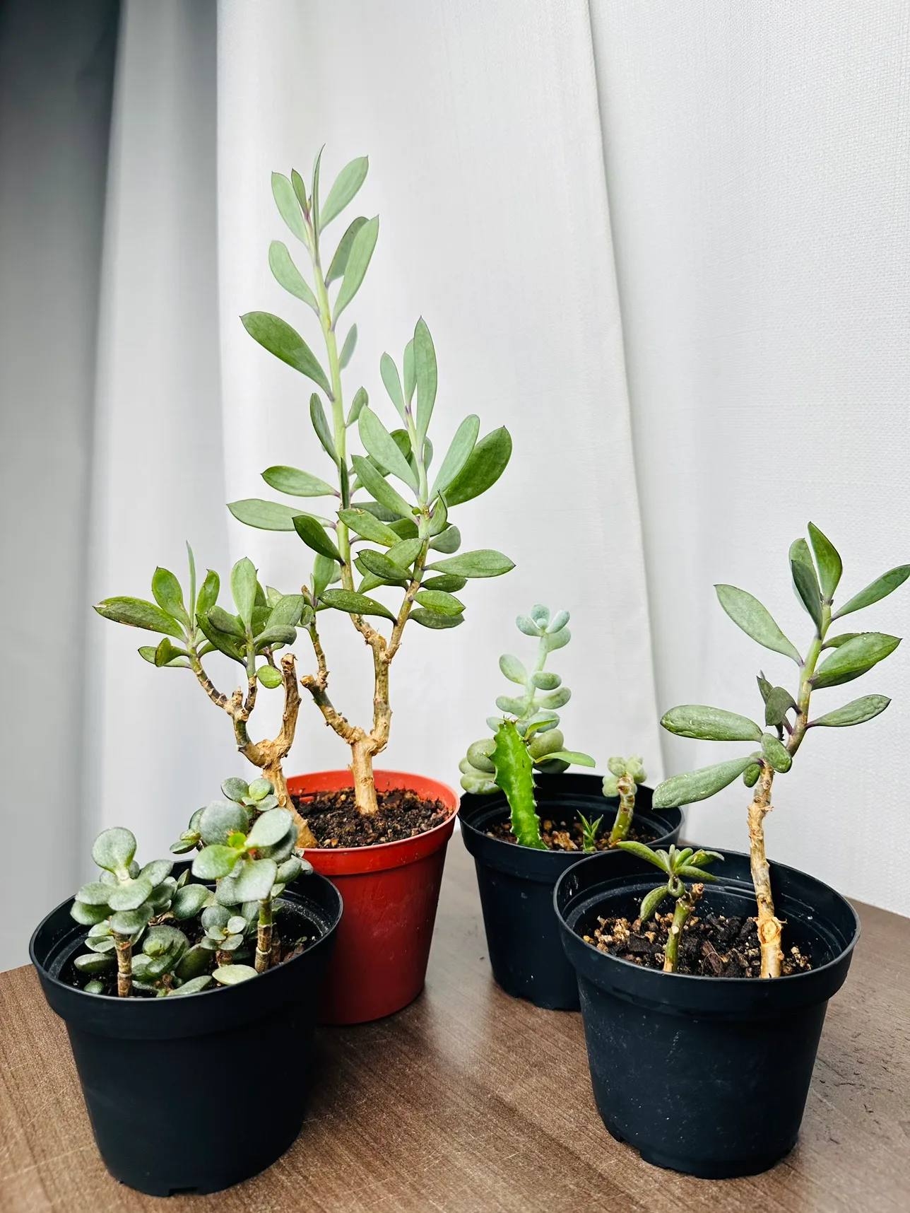Succulent Plant mix all for $10 thumbnail