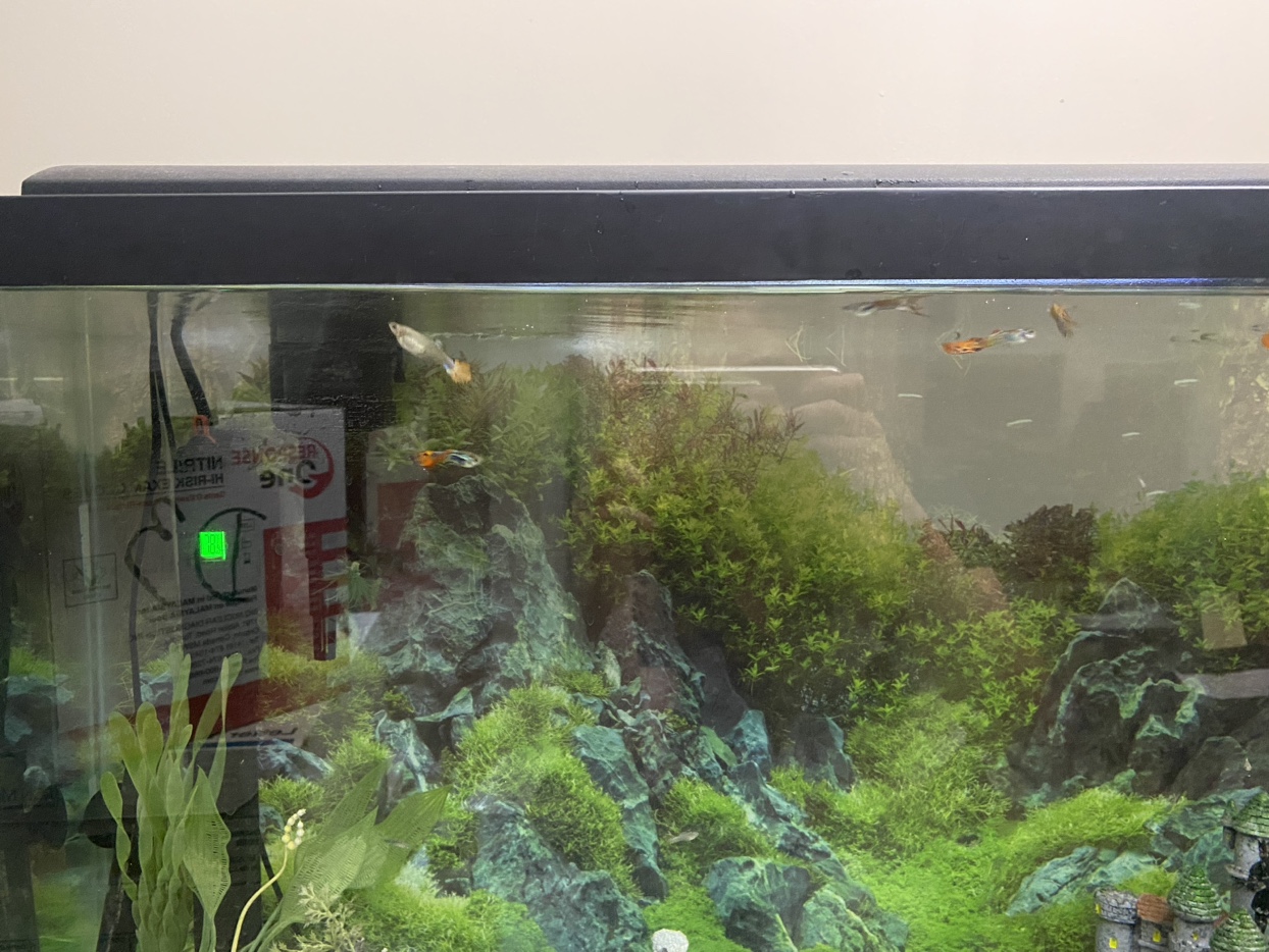 Fish tank Aquarium set - photo 5