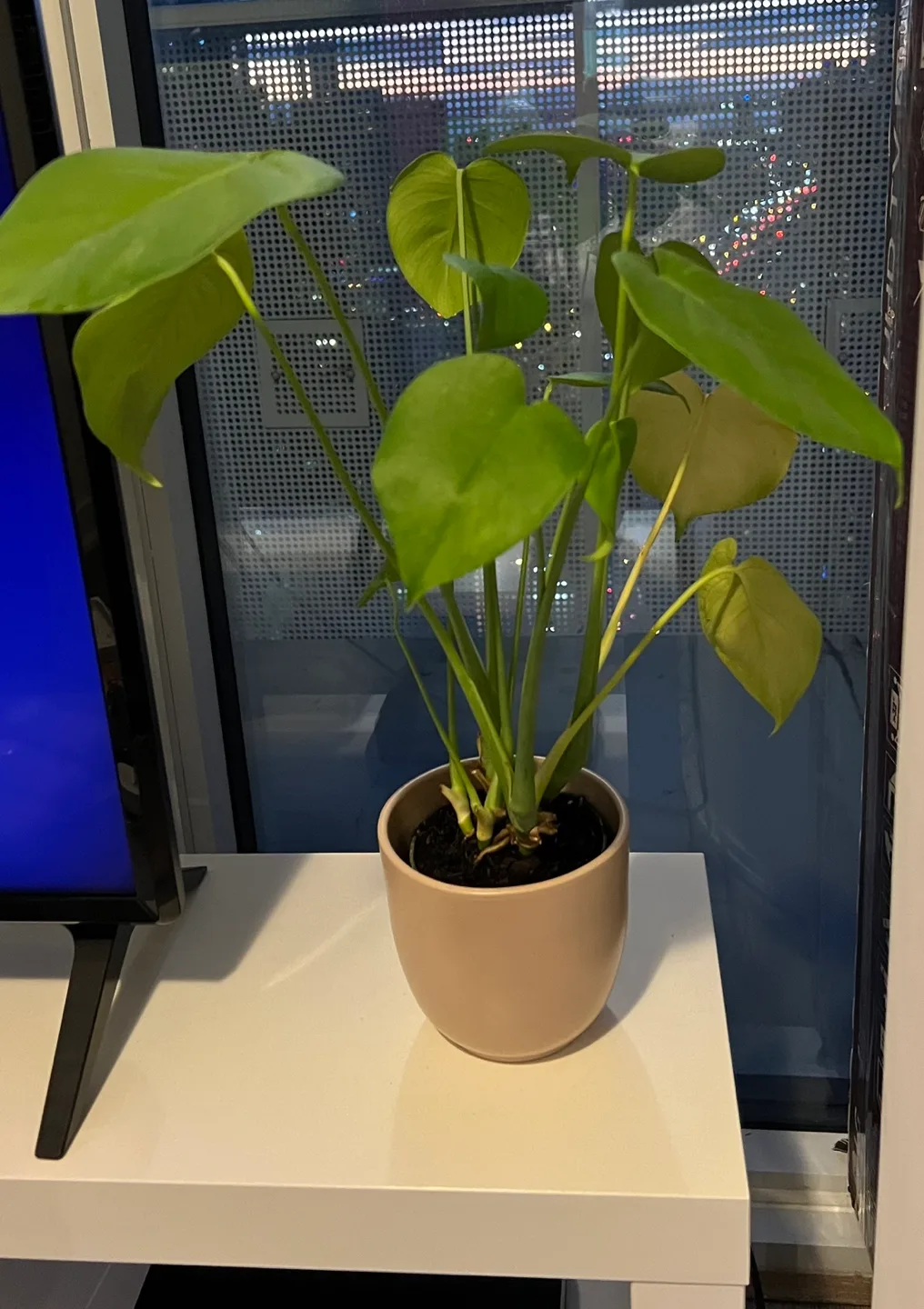 Monstera Deliciosa Plant thumbnail