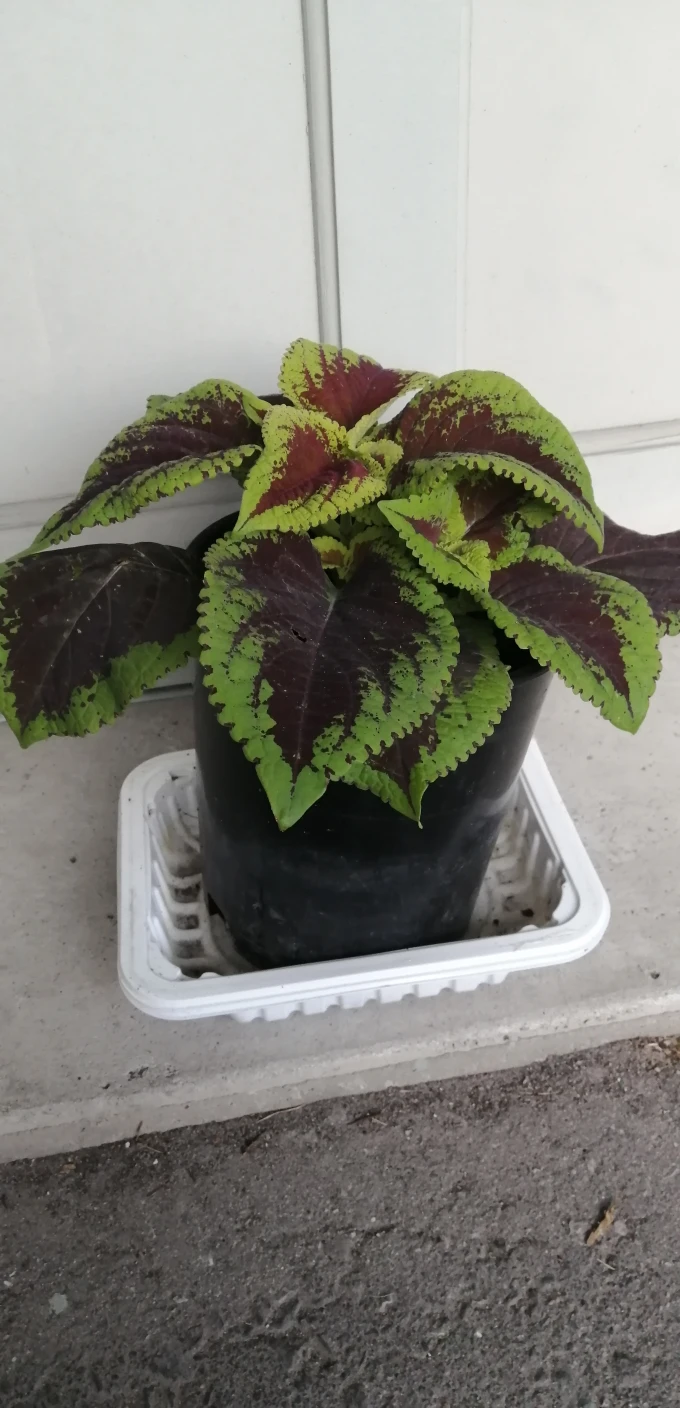 Healthy plant