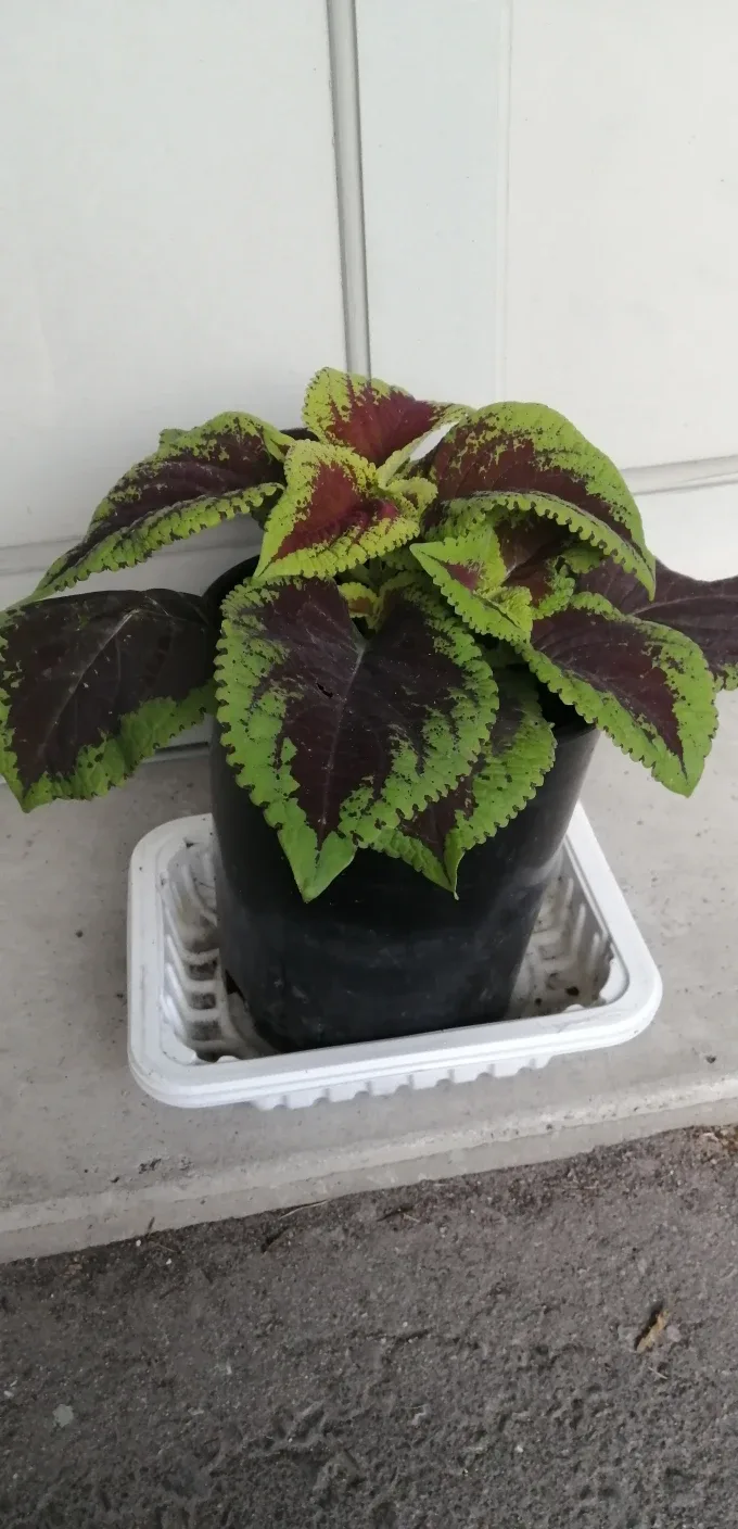 Healthy plant thumbnail