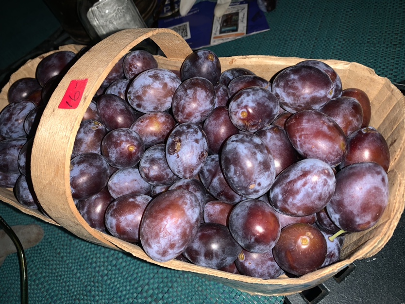 Organic European Plums💖For Limited Time Only❤️ - photo 2