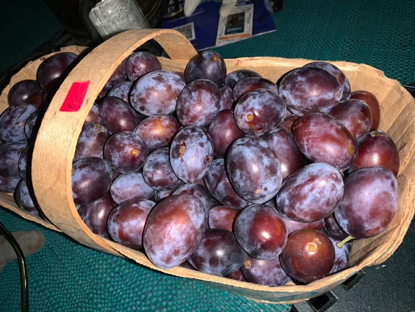 Organic European Plums💖For Limited Time Only❤️ image indicator(2)