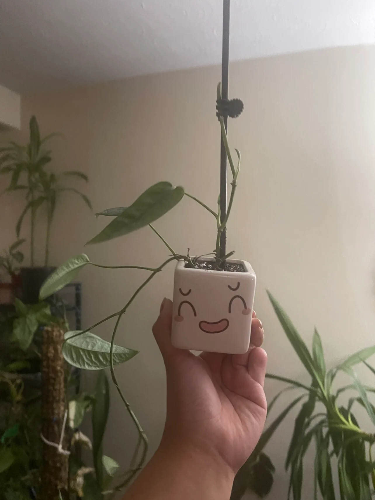 Cebu blue with cute pot thumbnail