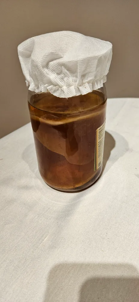 Kombucha SCOBY and Starter Liquid image indicator(2)