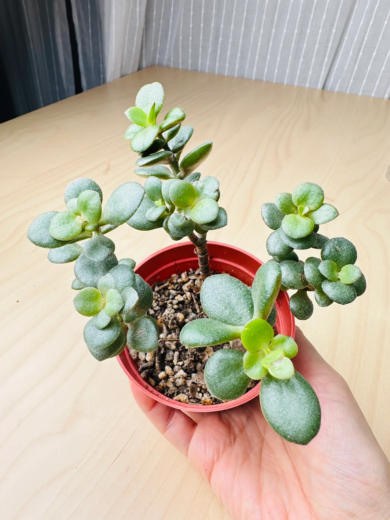 🧡 Jade Plant thumbnail