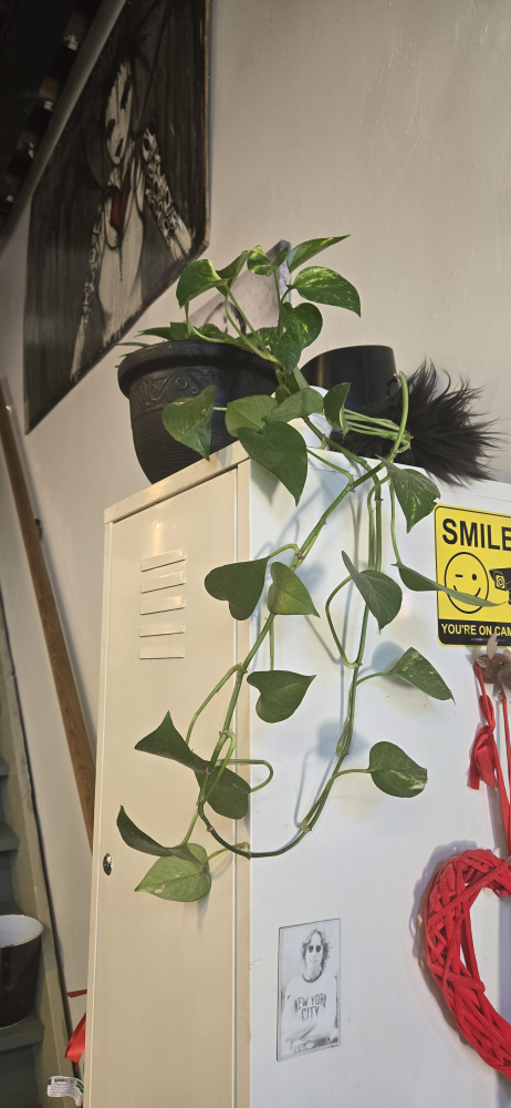 Golden Pothos Plants
