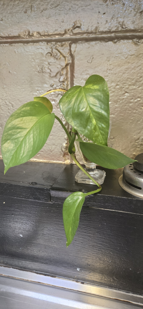 Golden Pothos Plants - photo 2