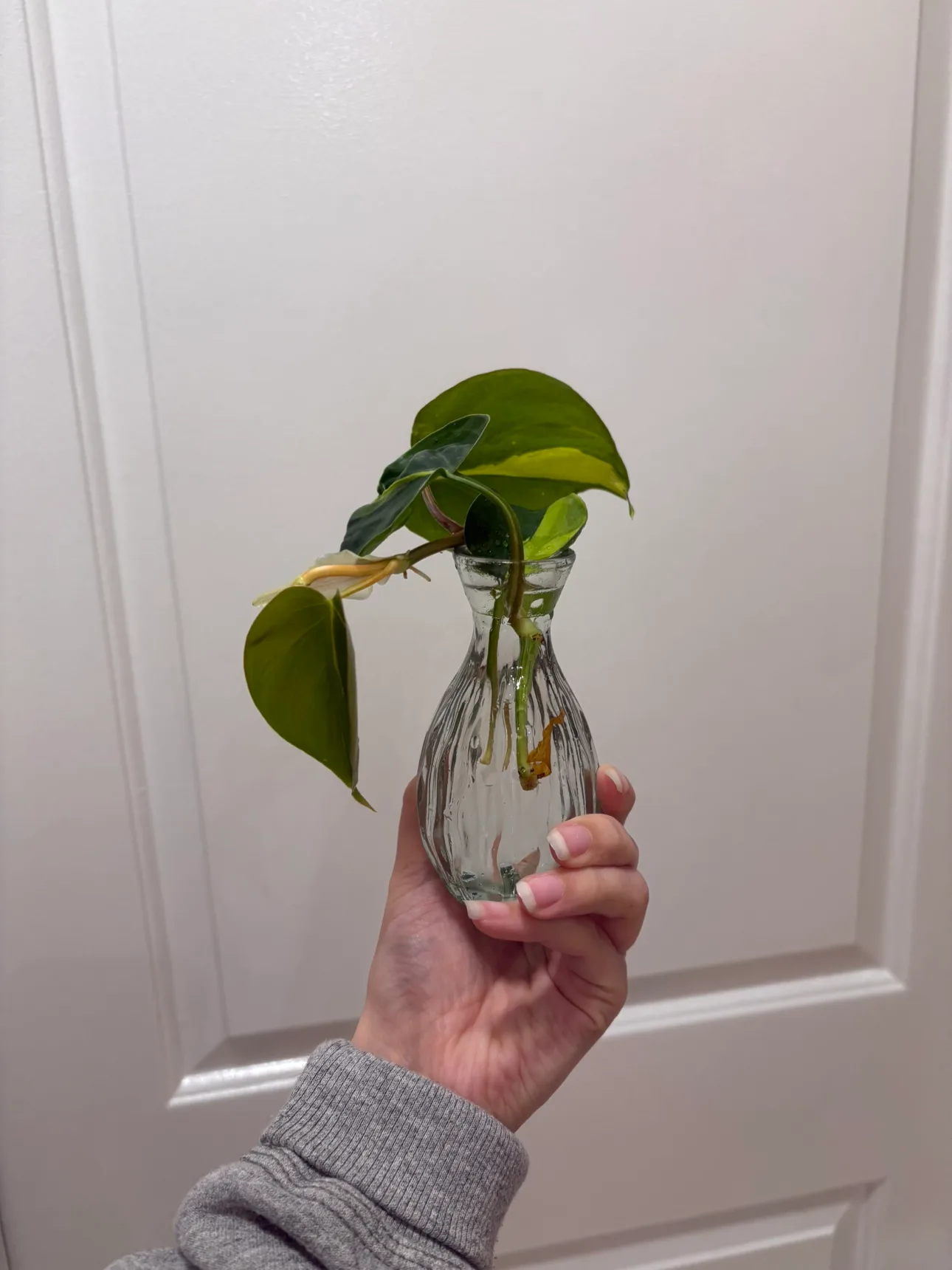🌱philodendron brazil cutting with glass vase image indicator(4)