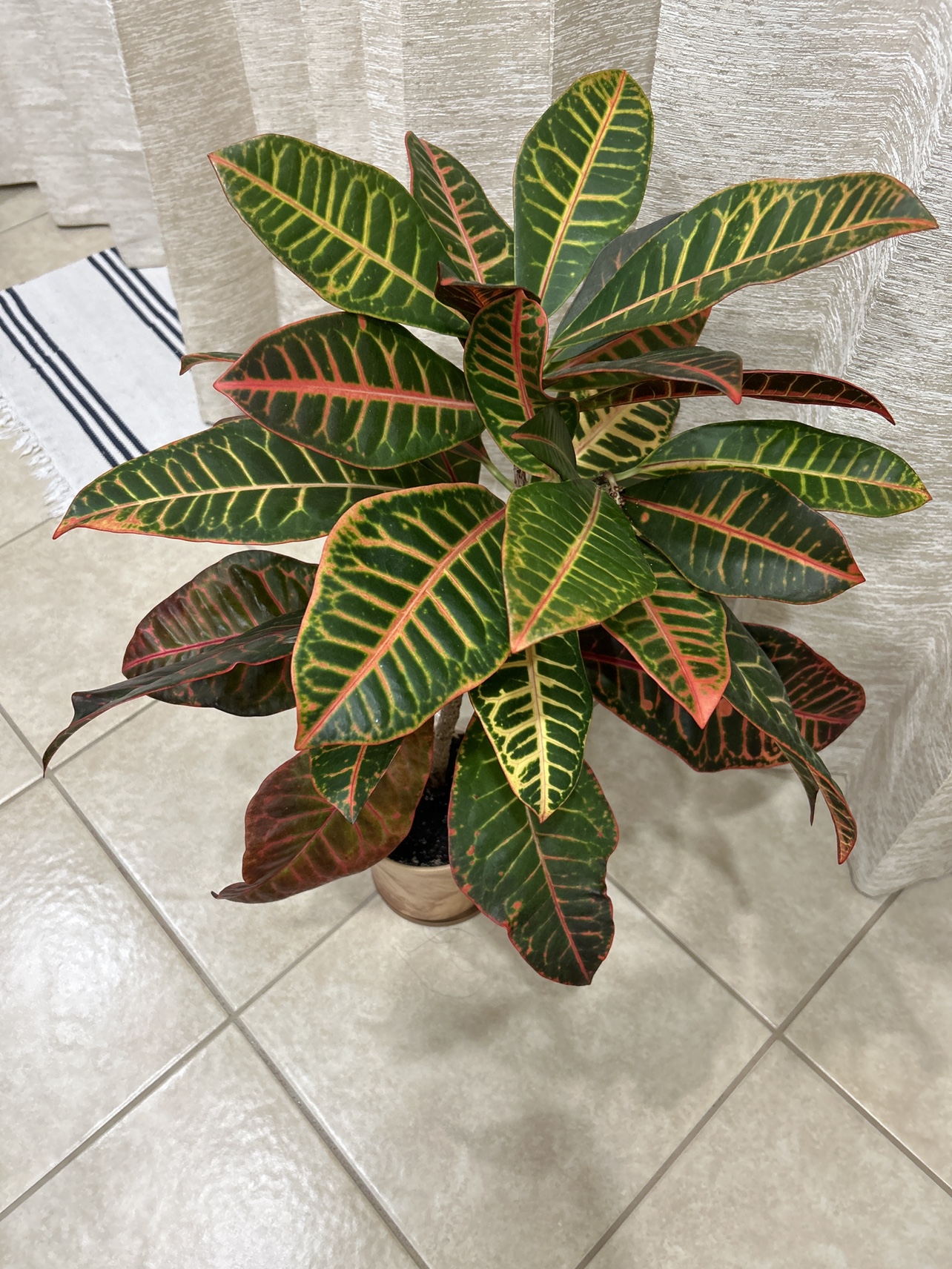 Croton Plant - photo 2
