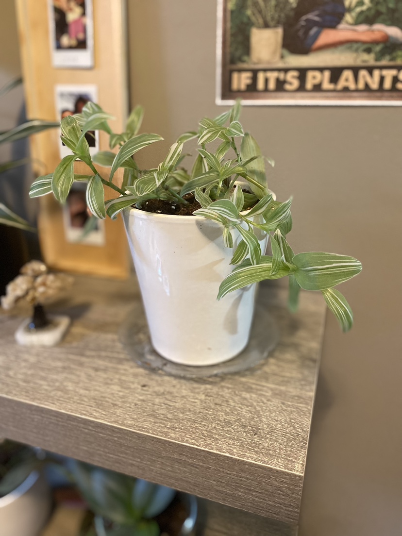 Tradescantia