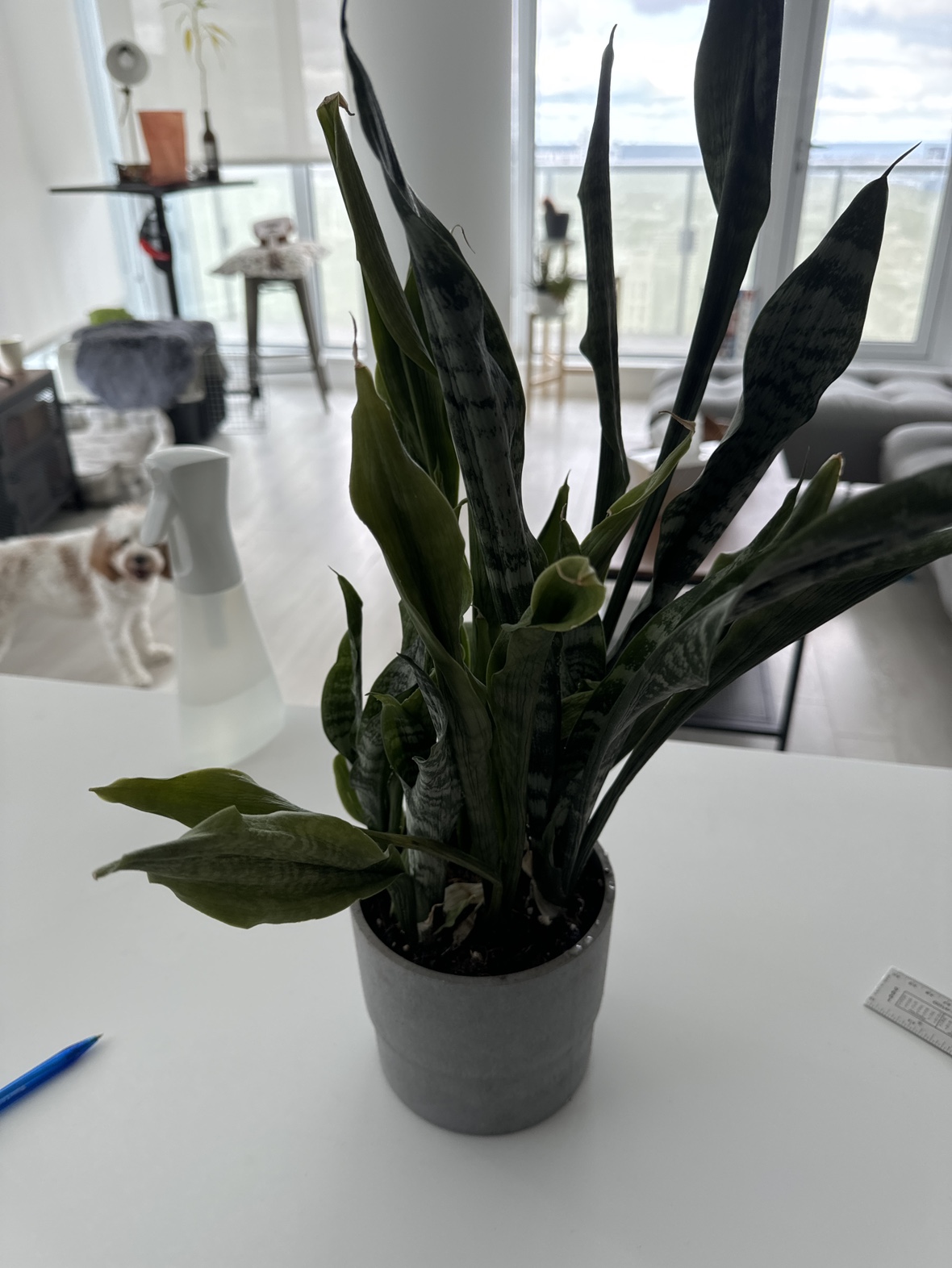 Snake Plant - photo 2