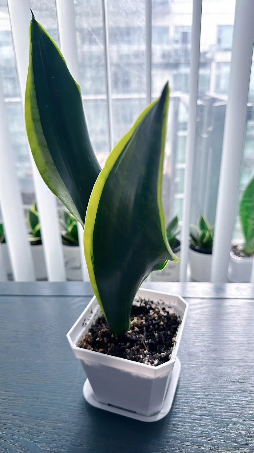 Black Gold Snake Plant (over 1 ft tall) image indicator(5)