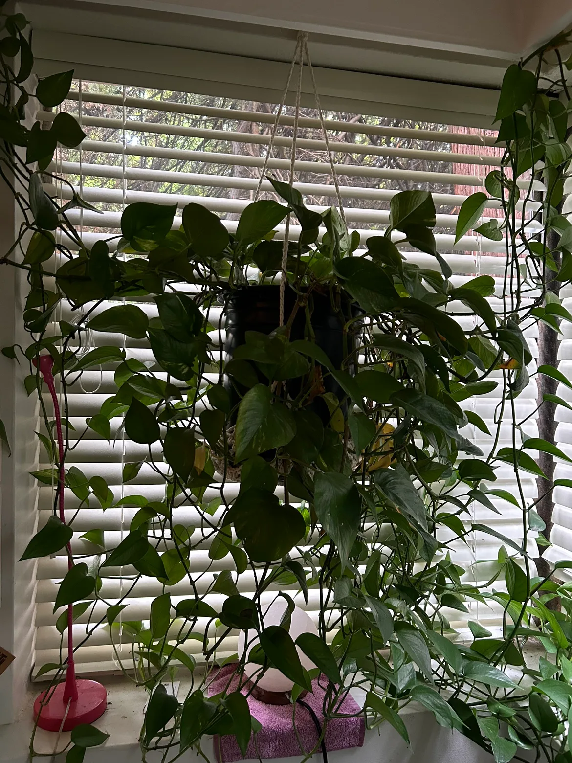 Huge pothos Plant thumbnail