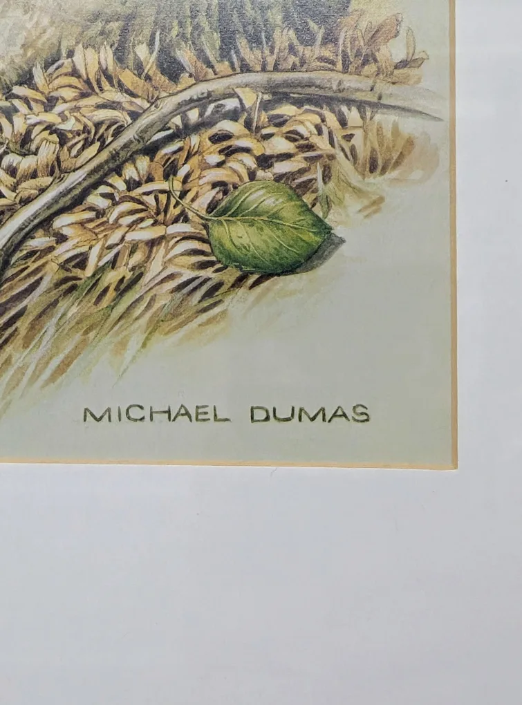 Framed Michael Dumas Beaver Print image indicator(3)