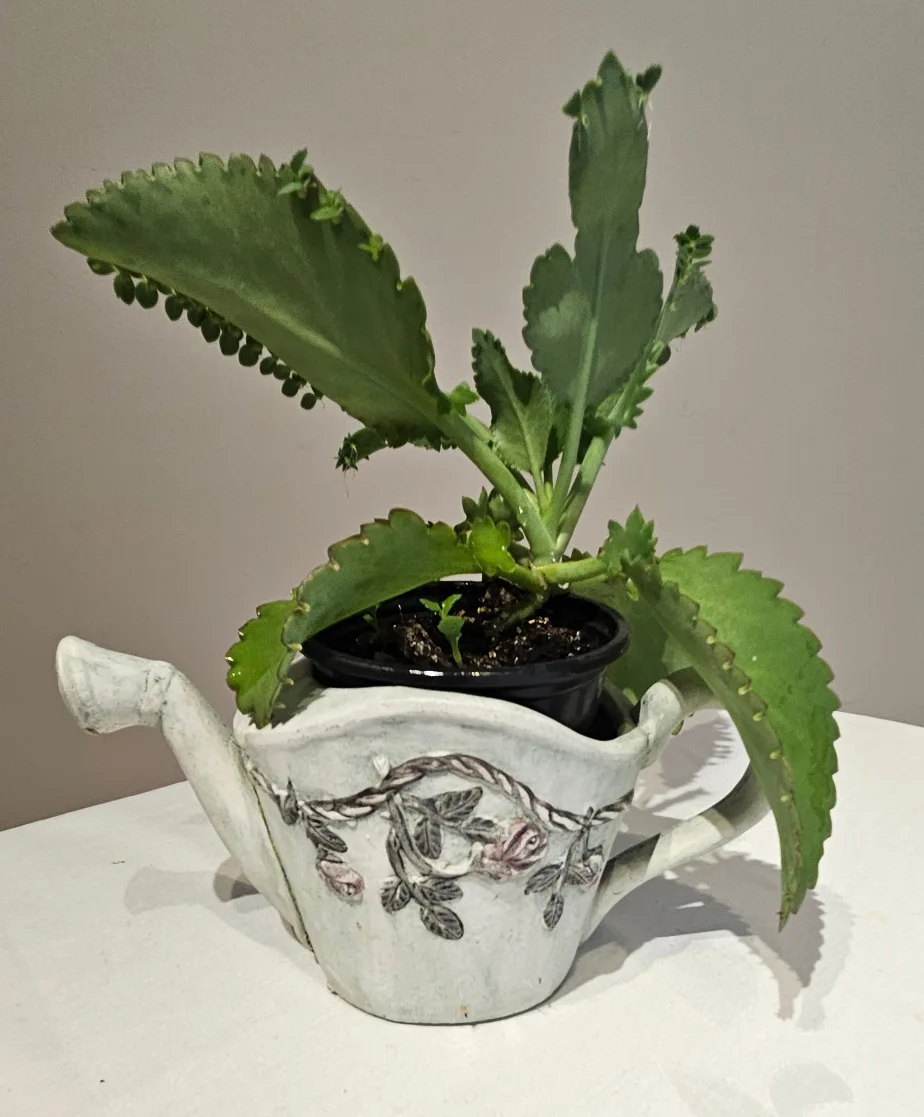 Succulent Plant in Decorative Pot image indicator(2)