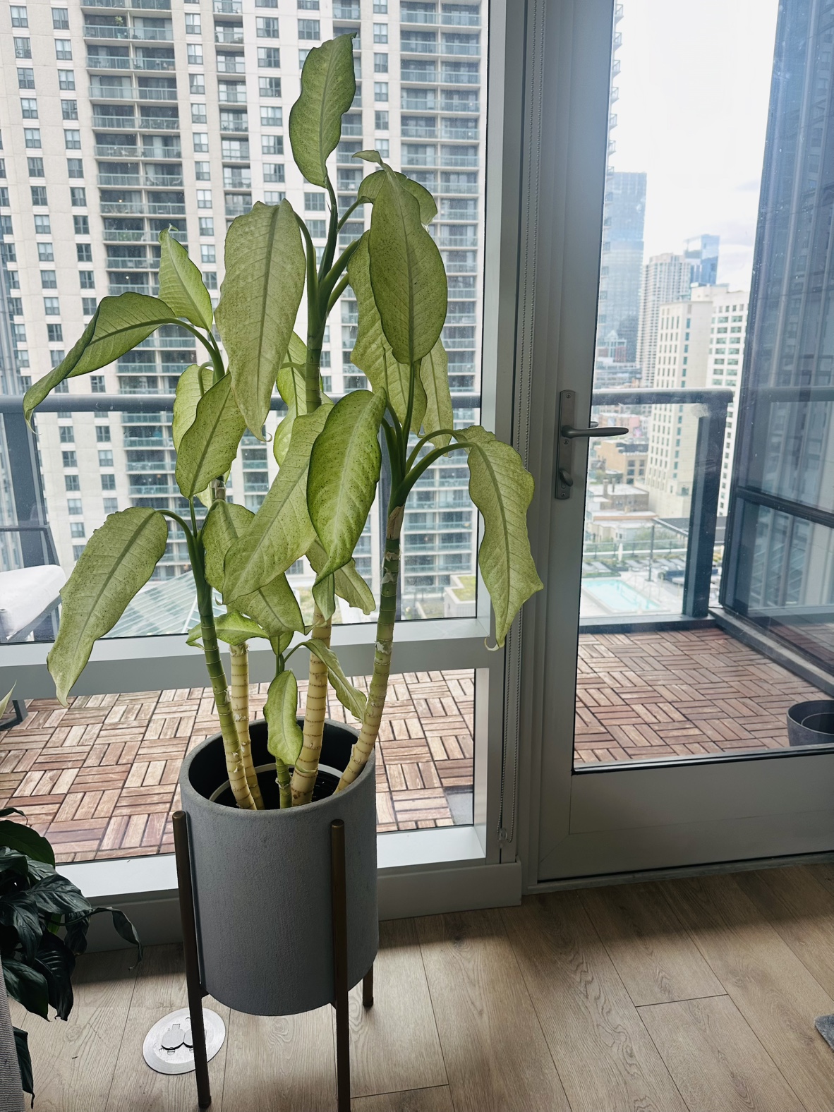 Large Dieffenbachia Plant in Pot