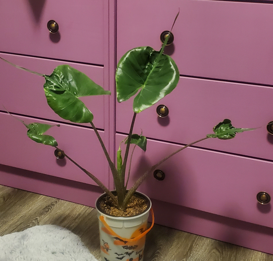 Stingray Alocasia plant