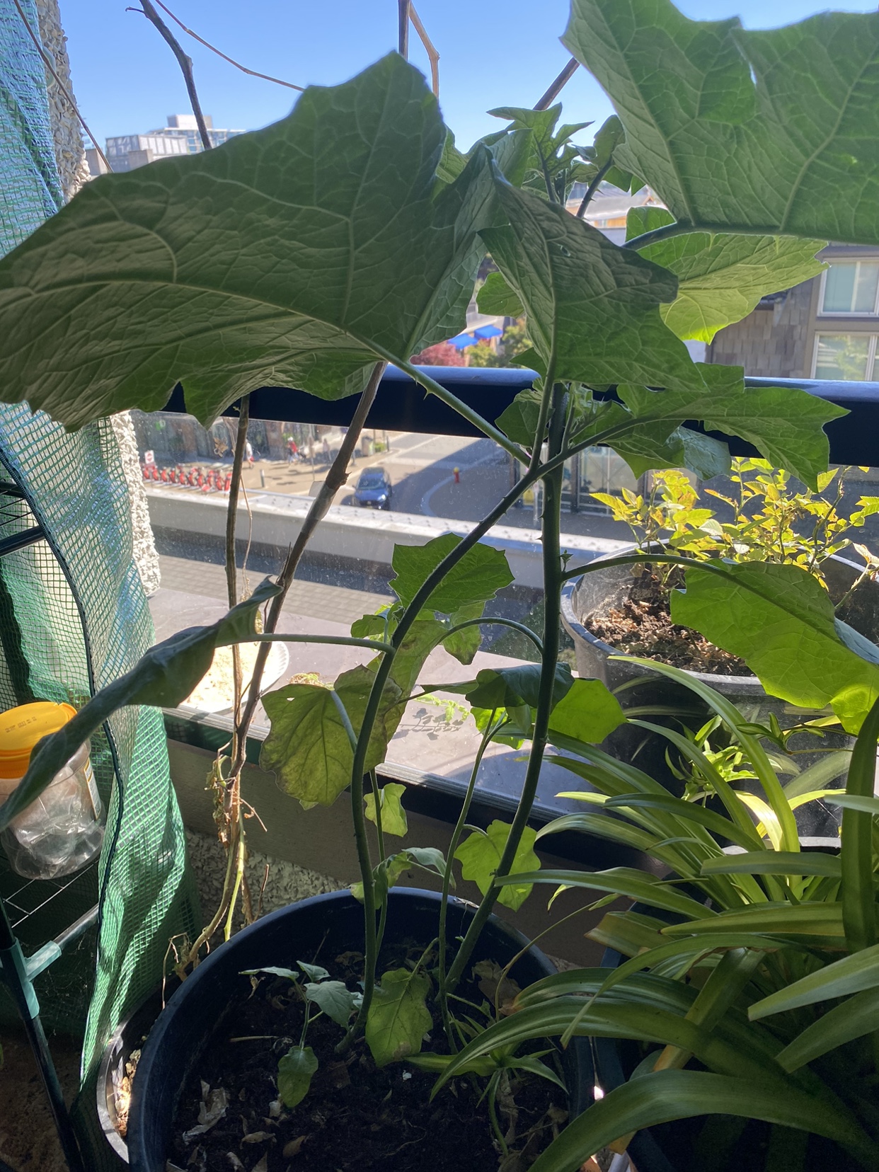 White Eggplant Plant - photo 2