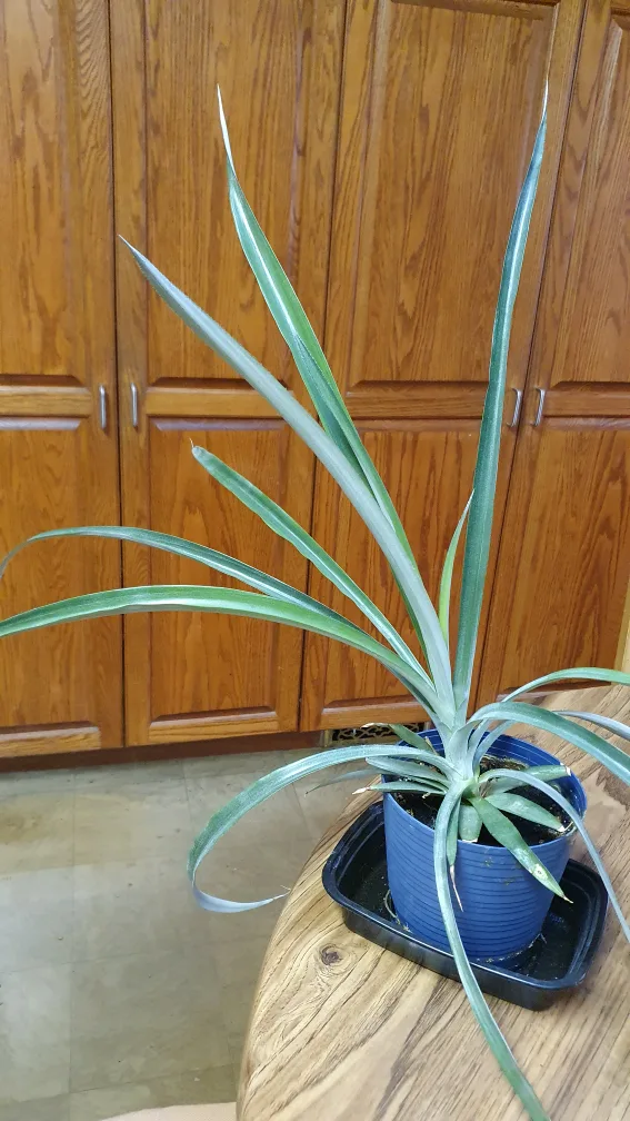 Pineapple Plant 🍍 thumbnail