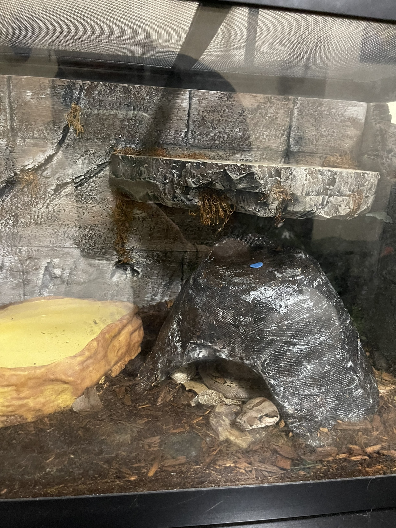 Reptile Tank and Accessories - photo 2