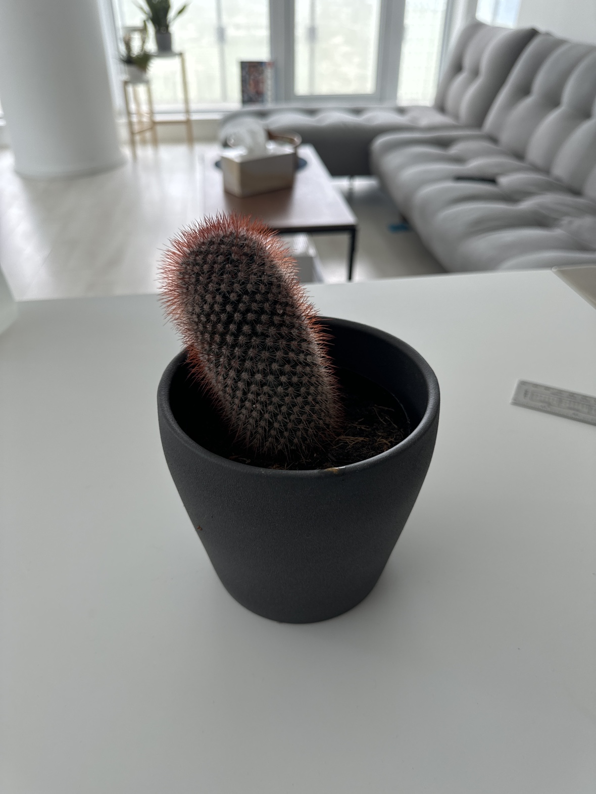 Cactus Plant