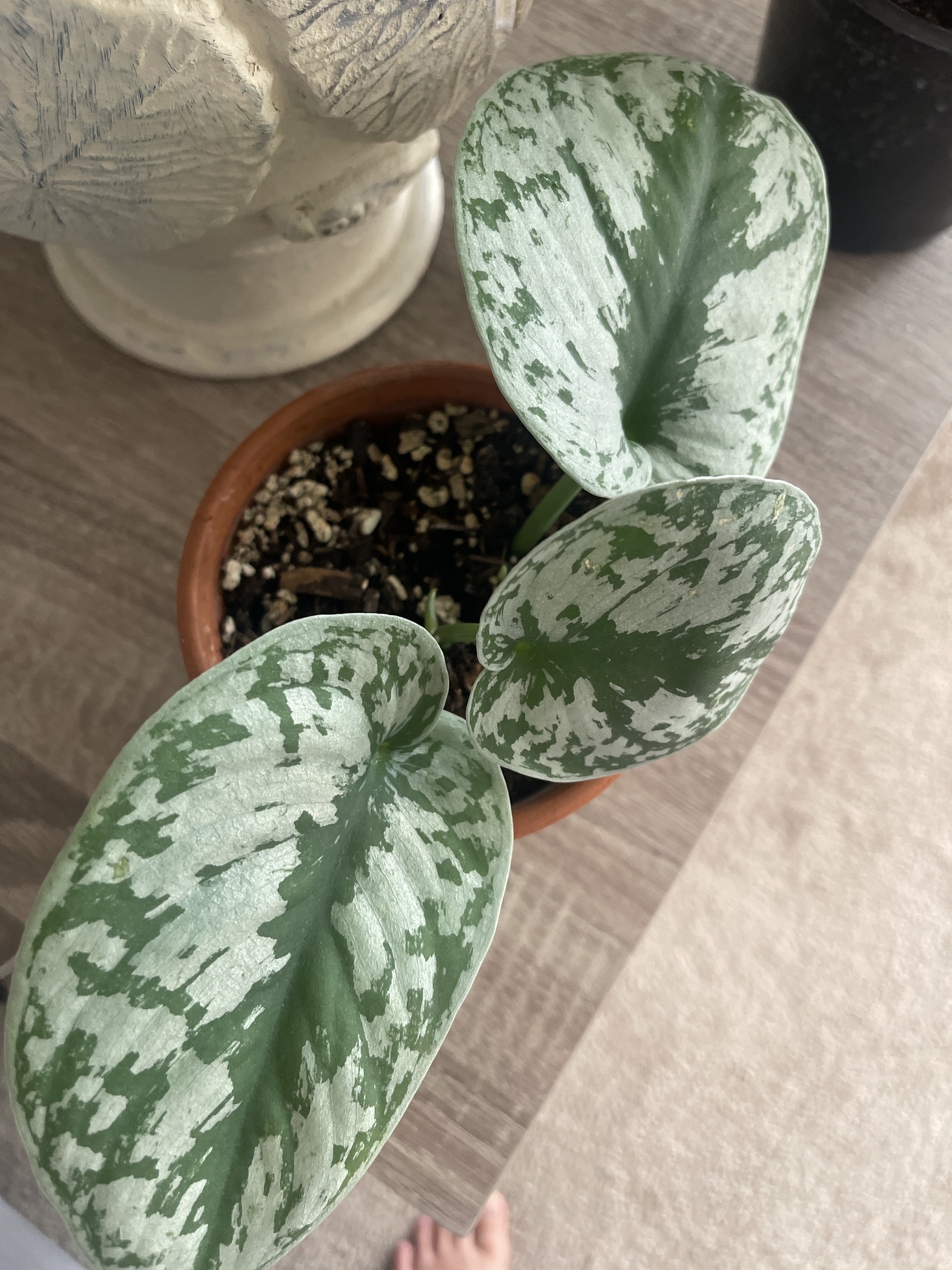 Silver Satin Pothos - photo 2