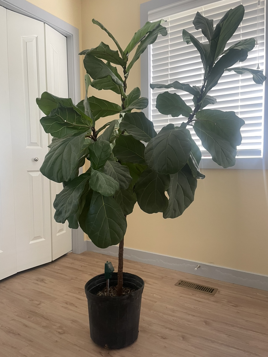 Fiddle Leaf Fig Plant - photo 4